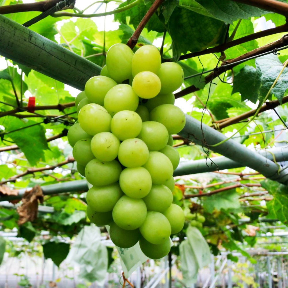 Freshly harvested Muscat grapes